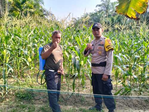 Bhabinkamtibmas Bukit Damar, Bripka Mariadi melakukan pengecekan program ketahanan pangan perkarangan bergizi di Bukit Damar. (Foto: Afrizal)